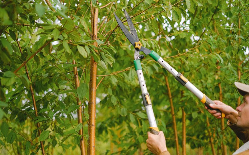 Tree trimming in Mount Hope, WV