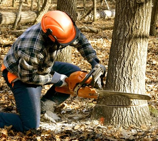 Tree Removal in Mount Hope, WV